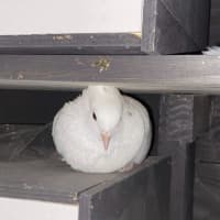 Photo of Ditzy