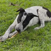 Photo of Diesel