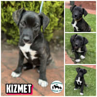 Photo of Kizmet 