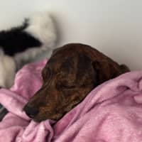 Photo of Jack   2 Year Old Plott Hound