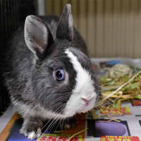 Photo of David Hasselhop