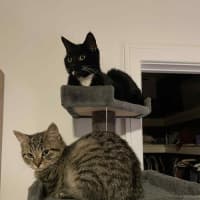 Photo of Hershey   Located In Bentleigh East