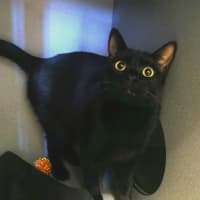 Photo of Pepsi