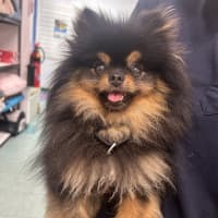 Photo of Prada