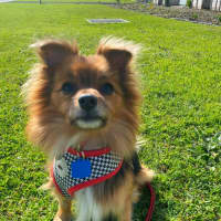 Photo of Bobo