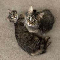 Photo of Blossom & Summer 