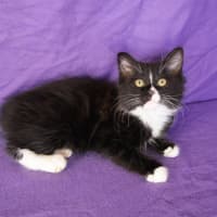 Photo of Waffle
