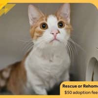 Photo of Garfield