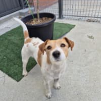 Photo of Aggie! 🌻