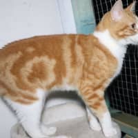 Photo of Tommee Available At Pet Quarters Glendale