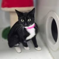 Photo of Coco
