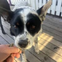 Photo of Bandit