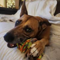 Photo of Casey   2 Year Old Mixed Breed