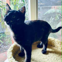 Photo of Guinness ** 2nd Chance Cat Rescue **