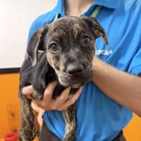 Photo of Stella