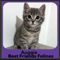 Photo of Auggie 