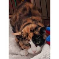 Photo of 11864   Rhea