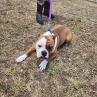 Photo of Chip (64845)