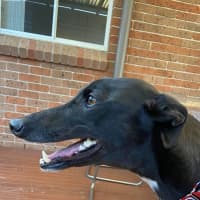Photo of Danni, The Greyhound