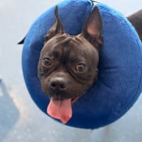 Photo of Letti   2 Year Old Boston Terrier X Staffy