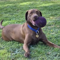 Photo of Scout