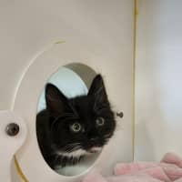 Photo of The Licorice Litter!