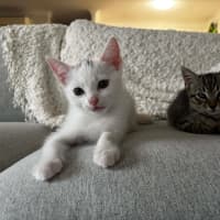 Photo of Marshmallow