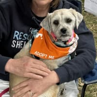 Photo of Magic   16 Month Old Shih Tzu X Maltese (Trial)