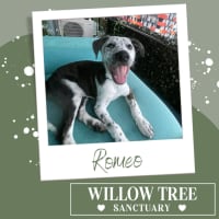 Photo of Romeo