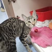 Photo of Clover 