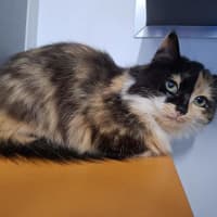 Photo of Aurora