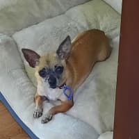Photo of Pixie   3 Year Old Chihuahua