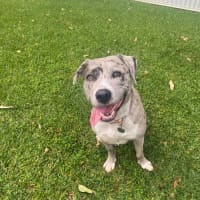 Photo of Winnie *$350 Adoption Fee*