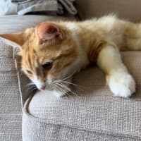 Photo of Mochi