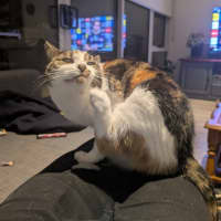 Photo of Pudding   Located In Preston