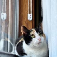 Photo of Uno