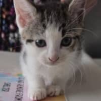 Photo of Dee Dee (D.D)