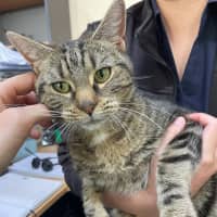 Photo of Banoffee