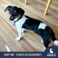Photo of Mia   16 Week Old Dachshund X