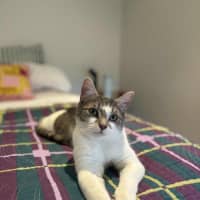 Photo of Cloud & Pebble