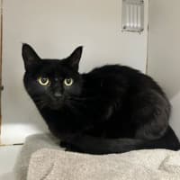Photo of Salem 