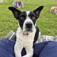 Photo of Dozer