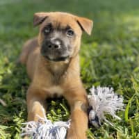 Photo of Luna
