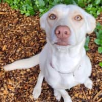 Photo of Sugar