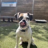 Photo of Olive 