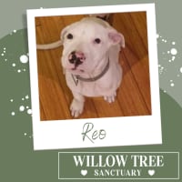 Photo of Reo