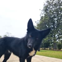 Photo of Pumba
