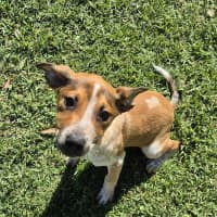 Photo of Dozer