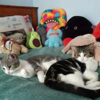 Photo of Peri And Pebbles