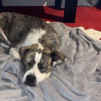 Photo of Lucy *$350 Adoption Fee*